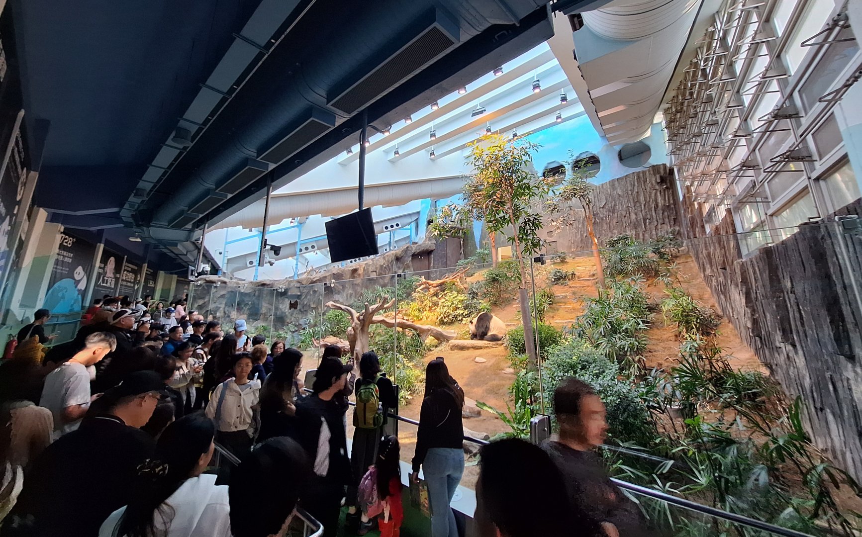 Giant Panda Enclosure