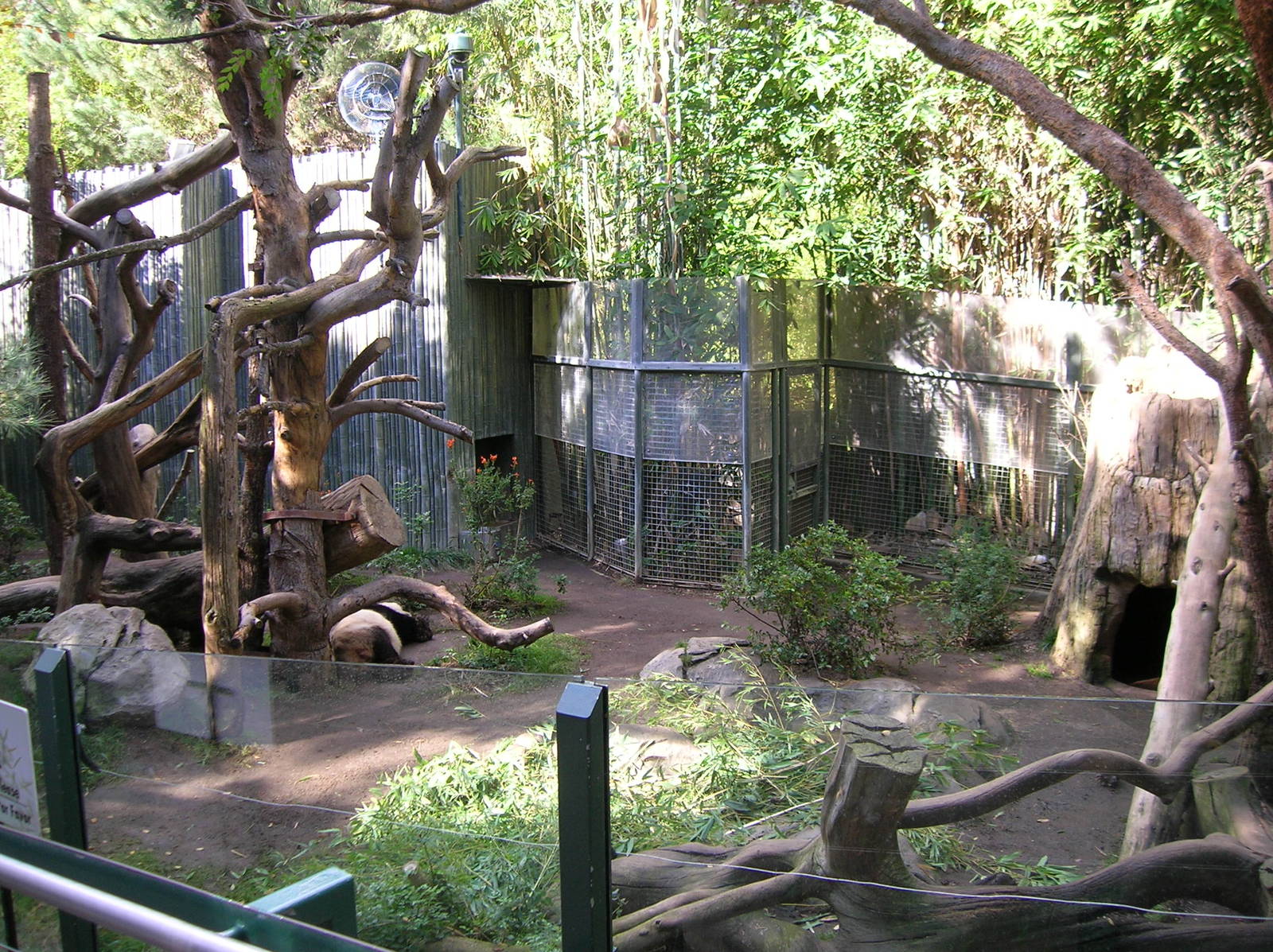 Giant Panda Exhibit 1-19-09