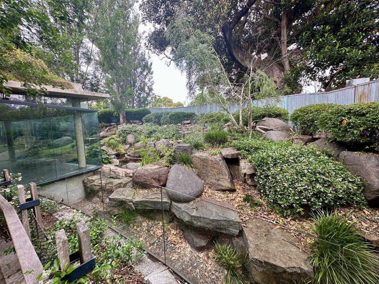 Giant Panda Exhibit 2