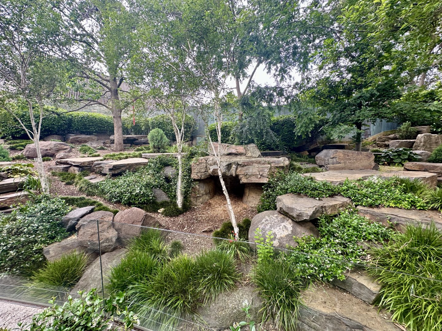 Giant Panda Exhibit 2