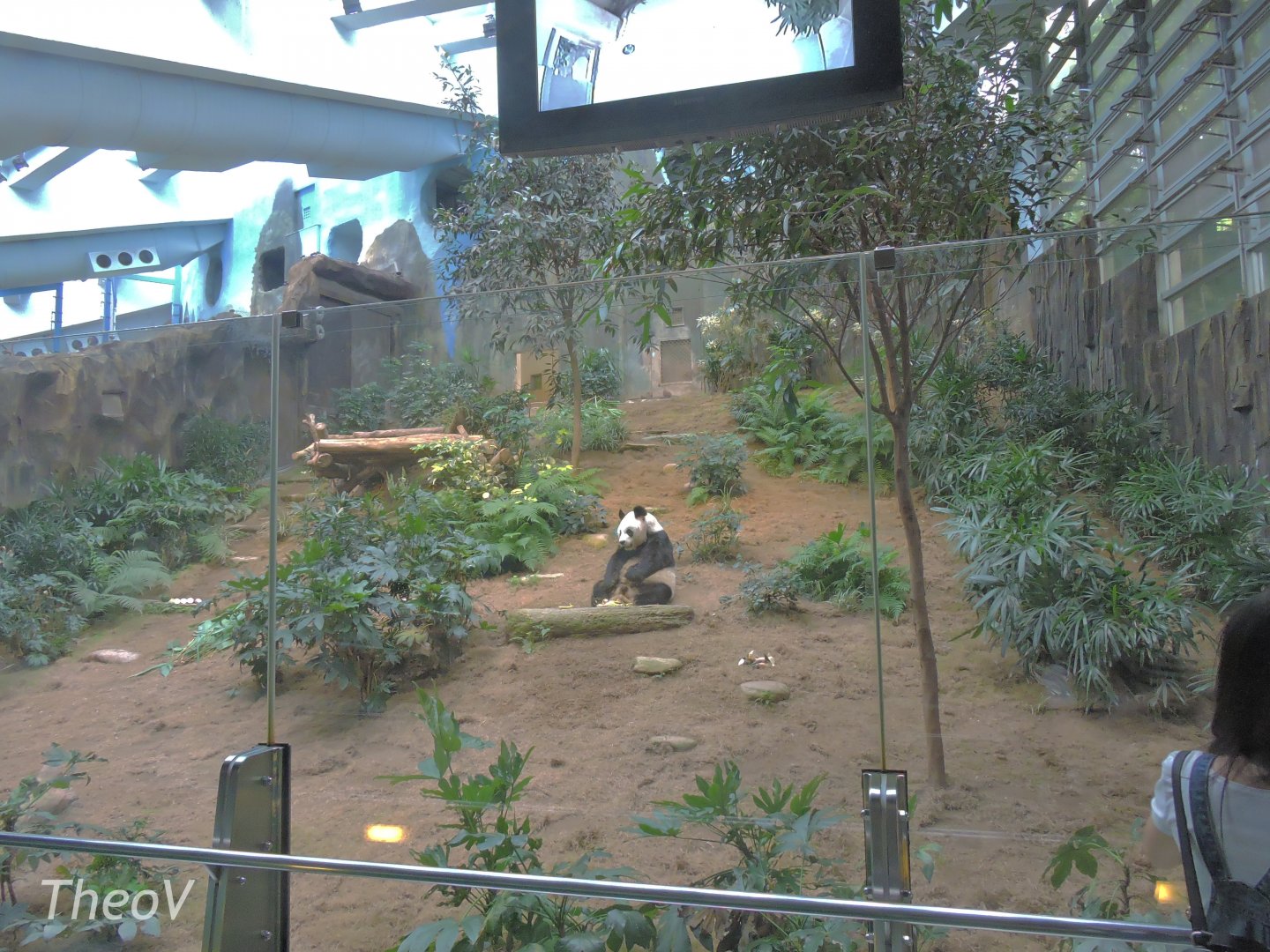 Giant panda exhibit [2016]