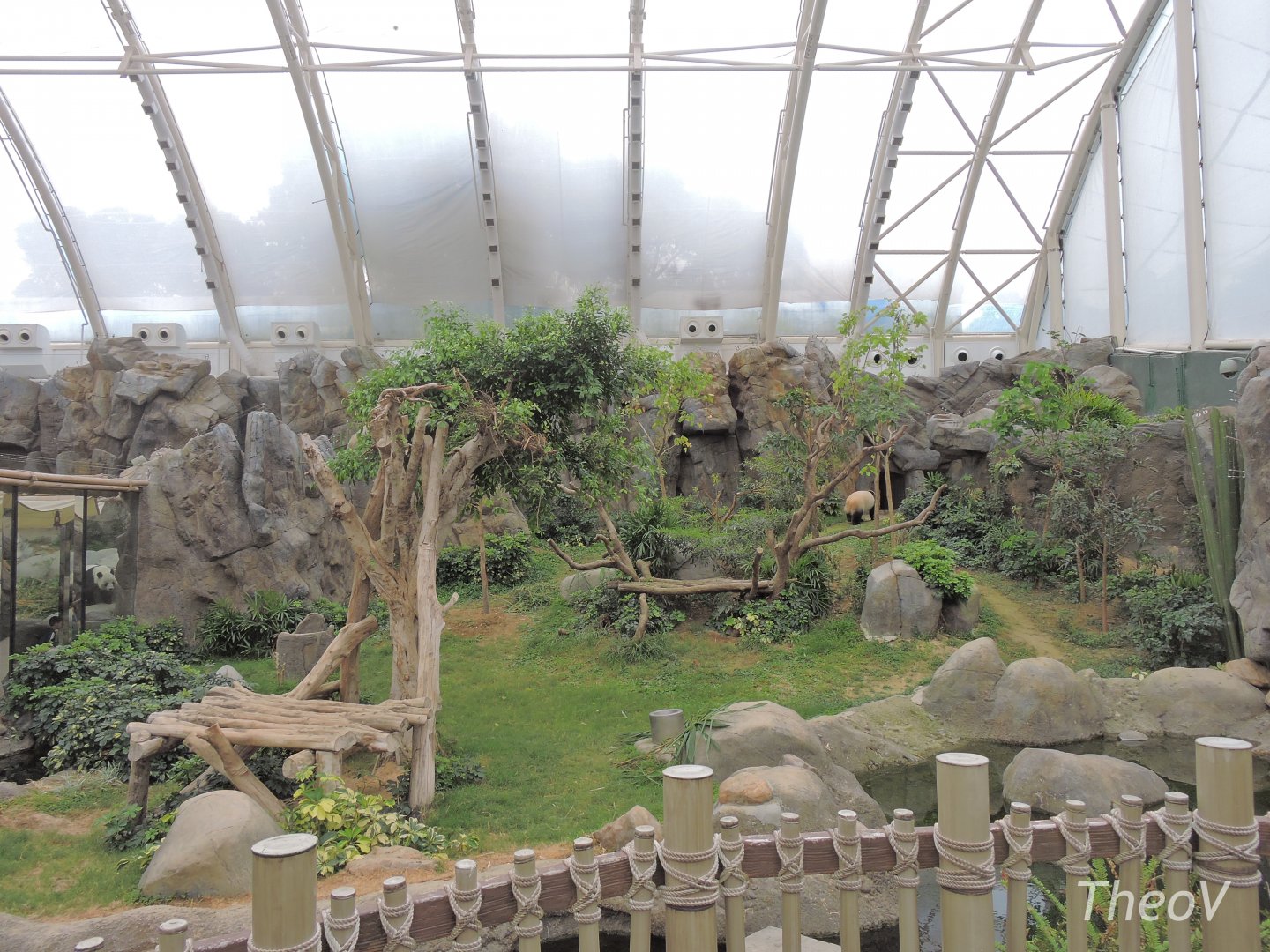 Giant panda exhibit [2016]