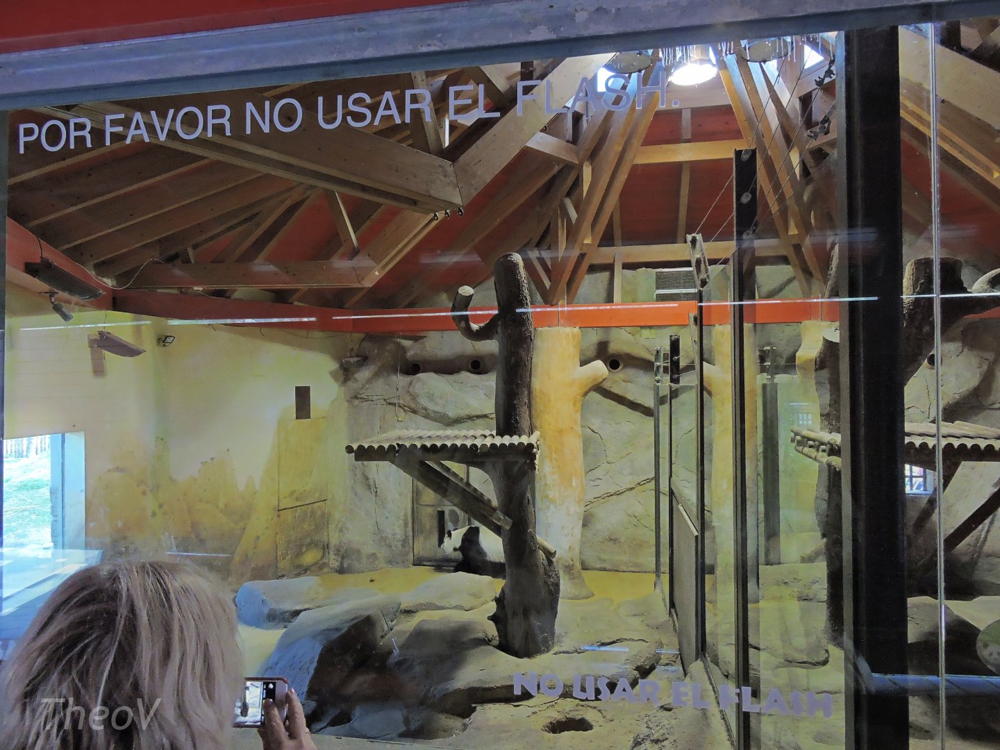 Giant panda exhibit [2016]