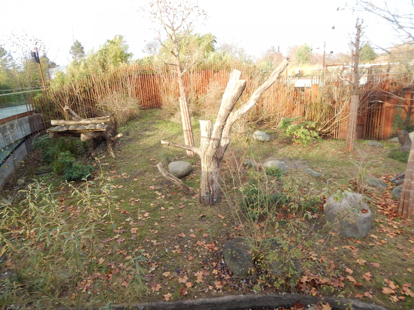 Giant panda exhibit 261124