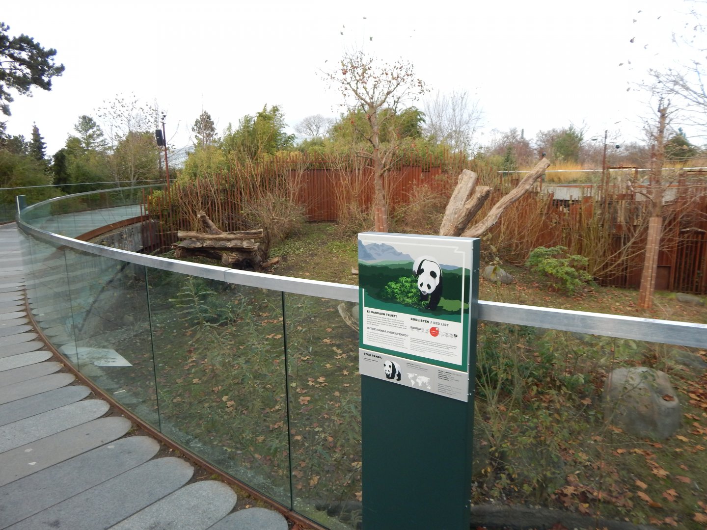 Giant panda exhibit 261124