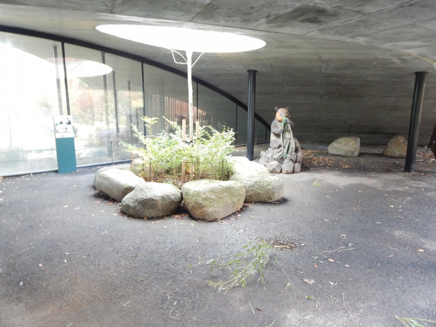 Giant panda exhibit 261124