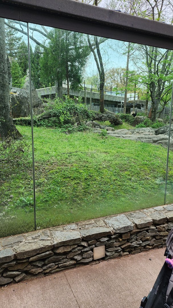 Giant Panda Exhibit 3