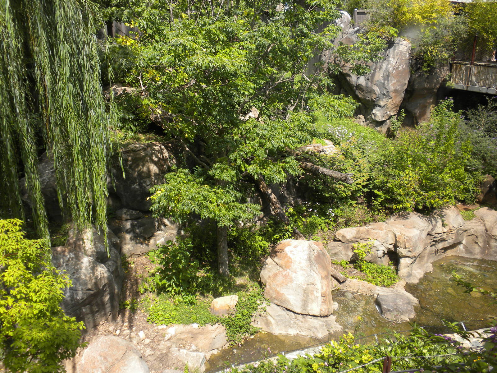 Giant Panda Exhibit  [Asia Trail]