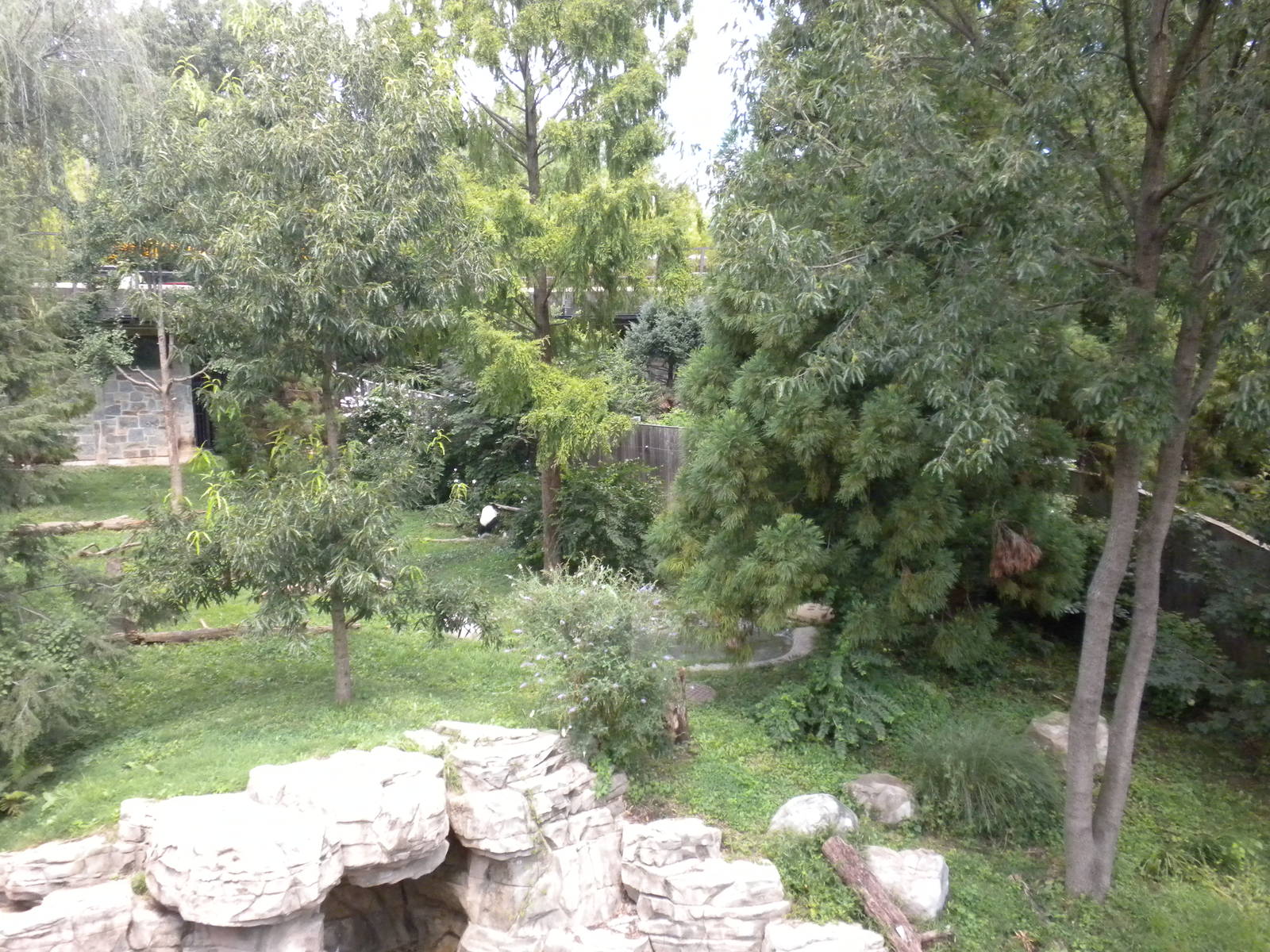 Giant Panda Exhibit  [Asia Trail]