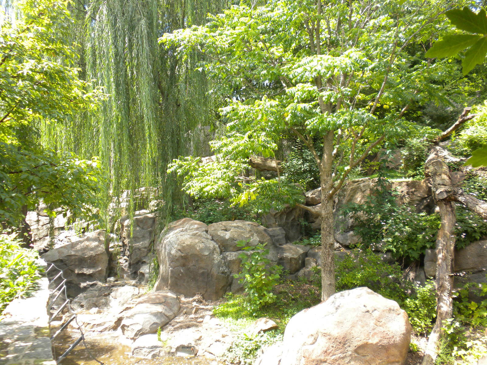 Giant Panda Exhibit  [Asia Trail]