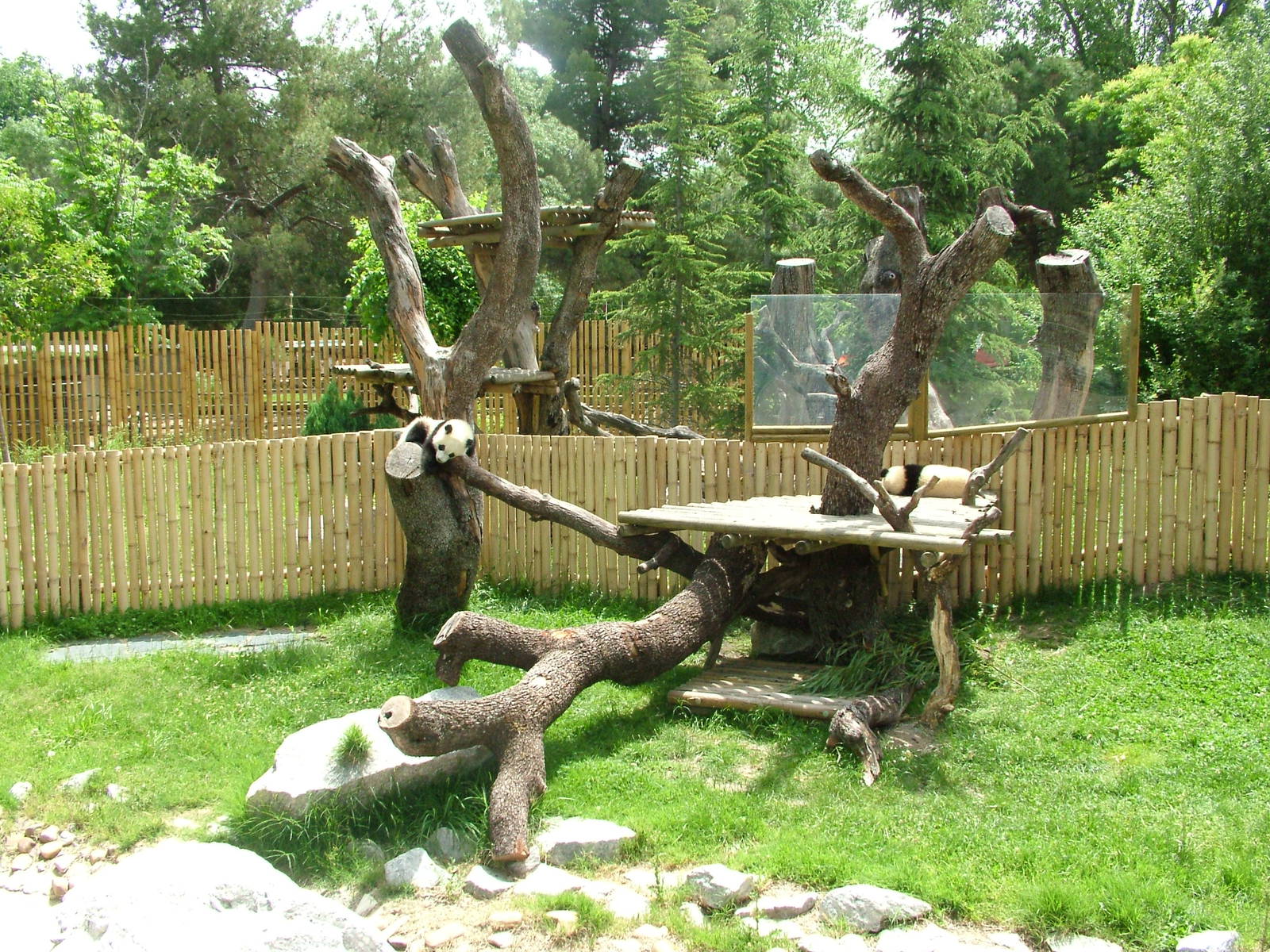 Giant Panda Exhibit at Madrid Zoo Aquarium, 26/05/11