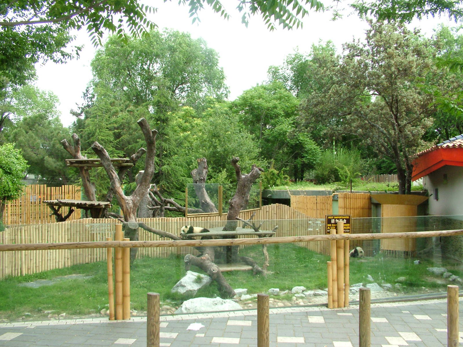 Giant Panda Exhibit at Madrid Zoo Aquarium, 26/05/11