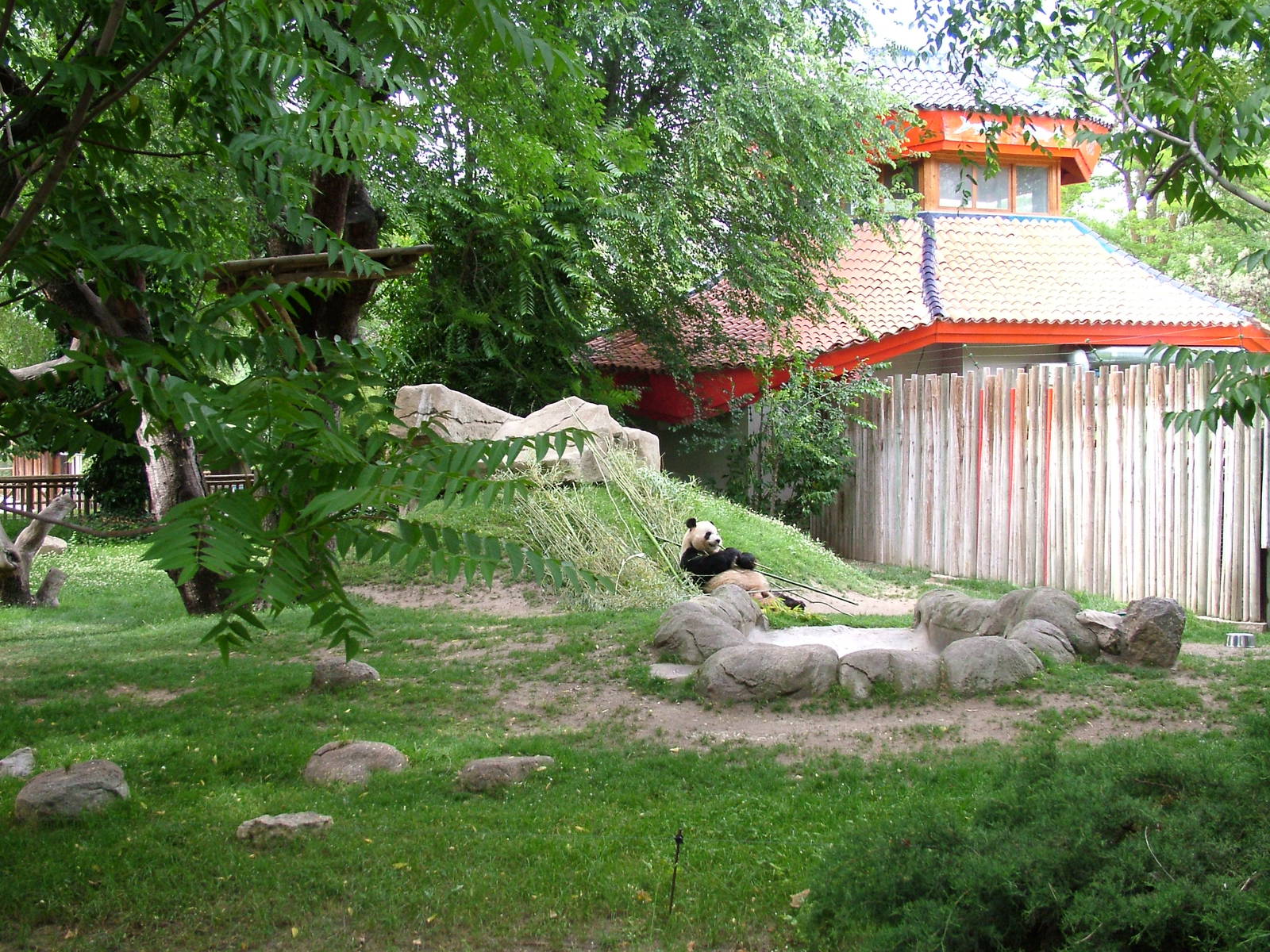 Giant Panda Exhibit at Madrid Zoo Aquarium, 26/05/11