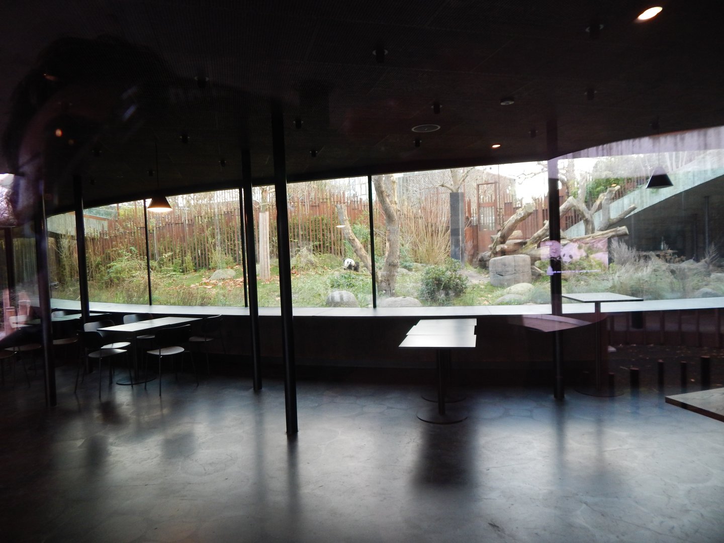 Giant panda exhibit no.2 261124