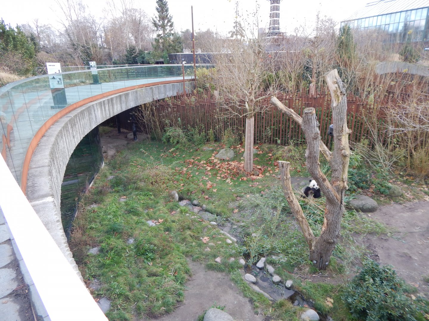 Giant panda exhibit no.2 261124