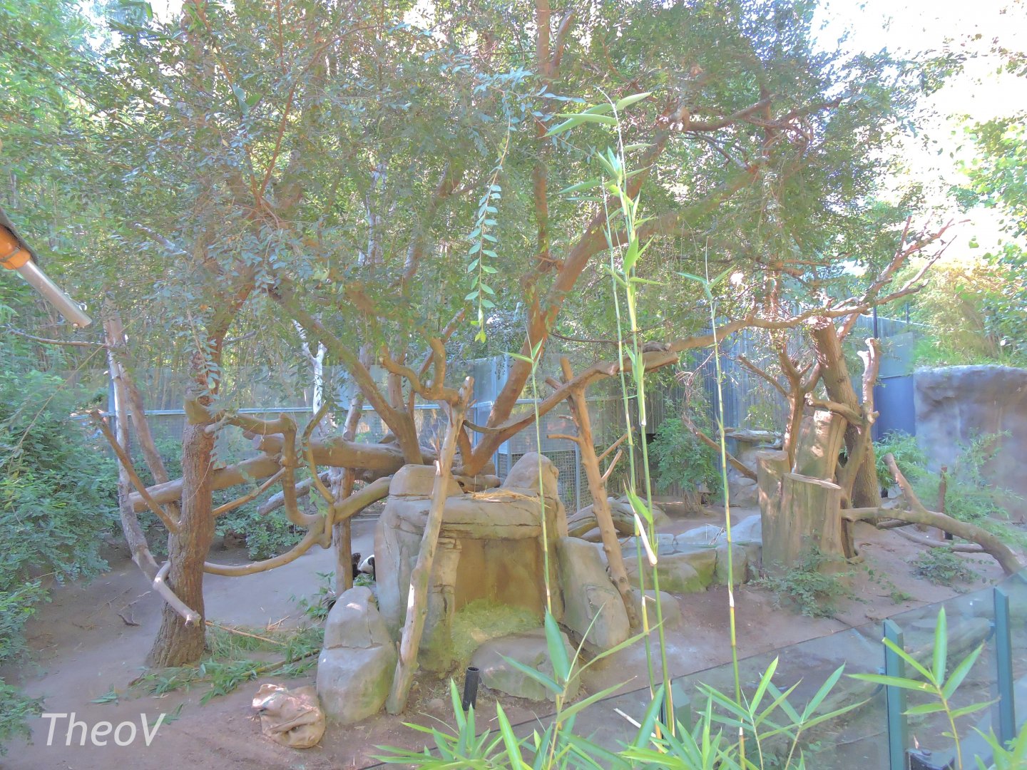 Giant panda exhibit - Panda Canyon [2015]
