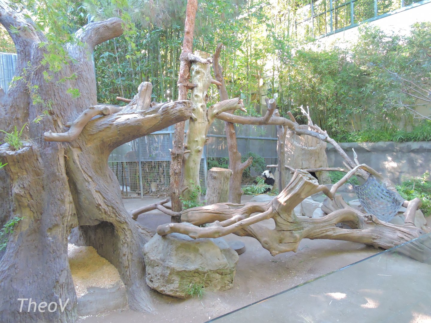 Giant panda exhibit - Panda Canyon [2015]