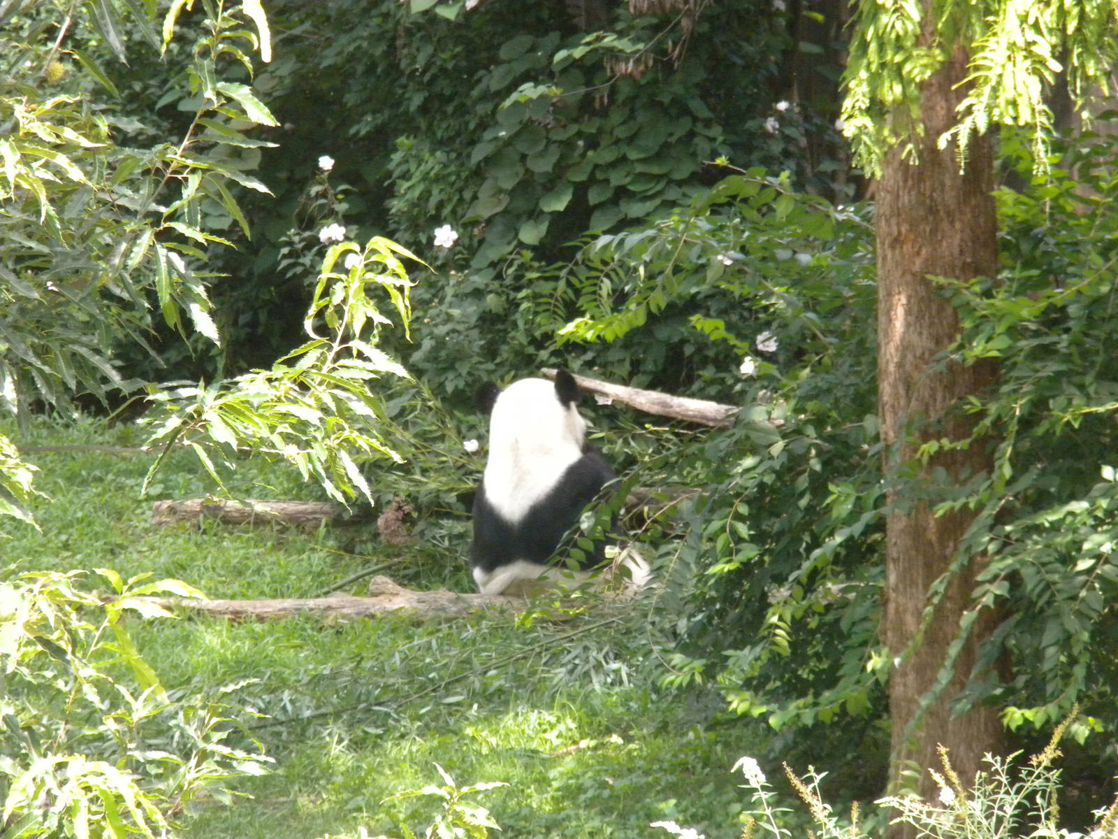Giant Panda Exhibit with Tian Tian [Asia Trail]