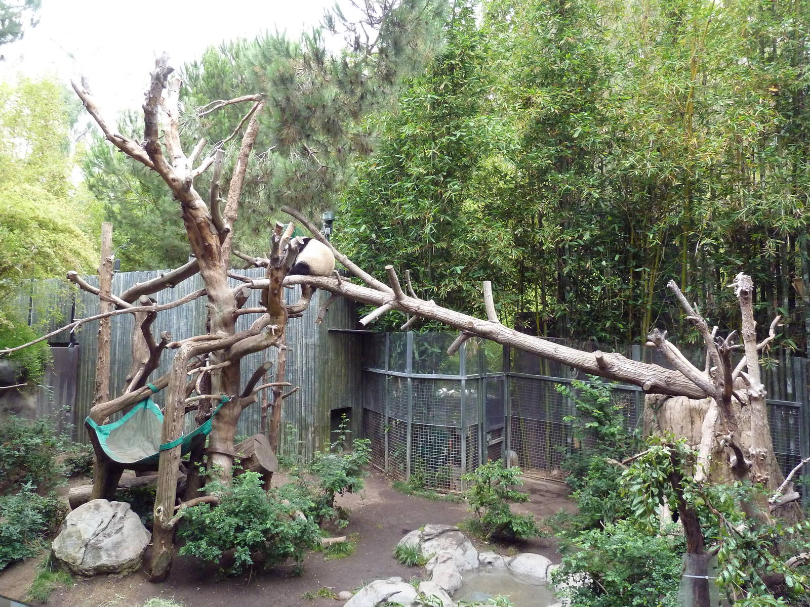 Giant Panda Exhibit