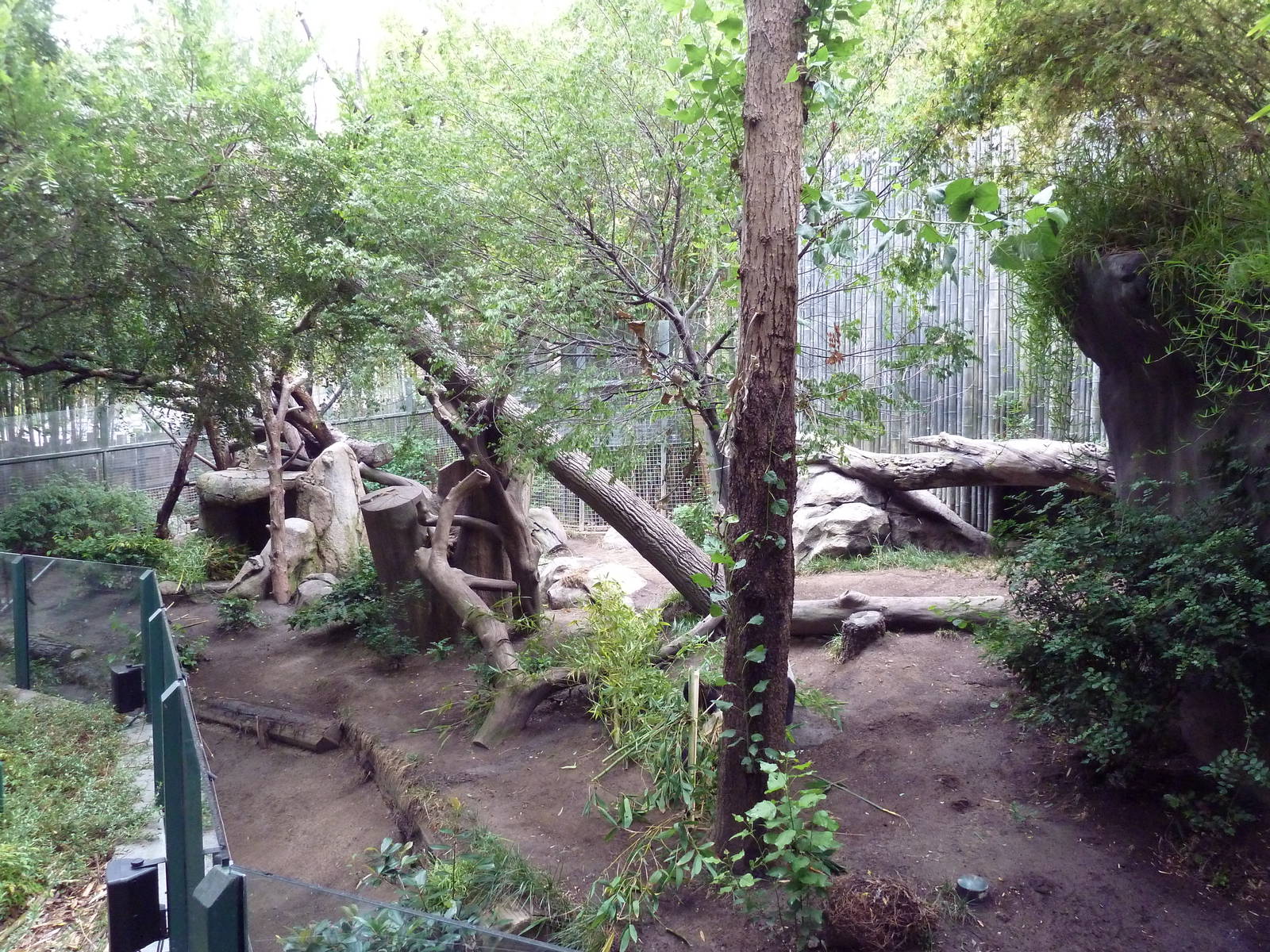 Giant Panda Exhibit