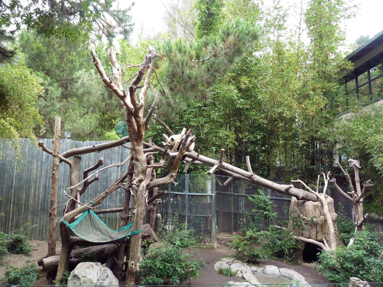 Giant Panda Exhibit