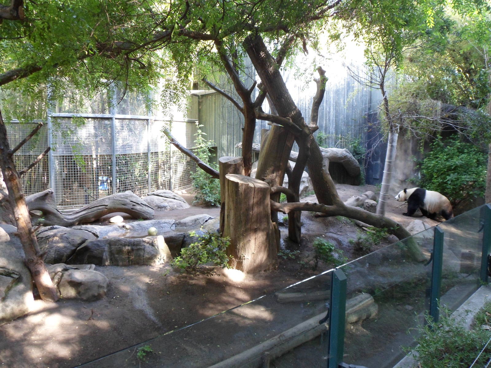 Giant Panda Exhibit