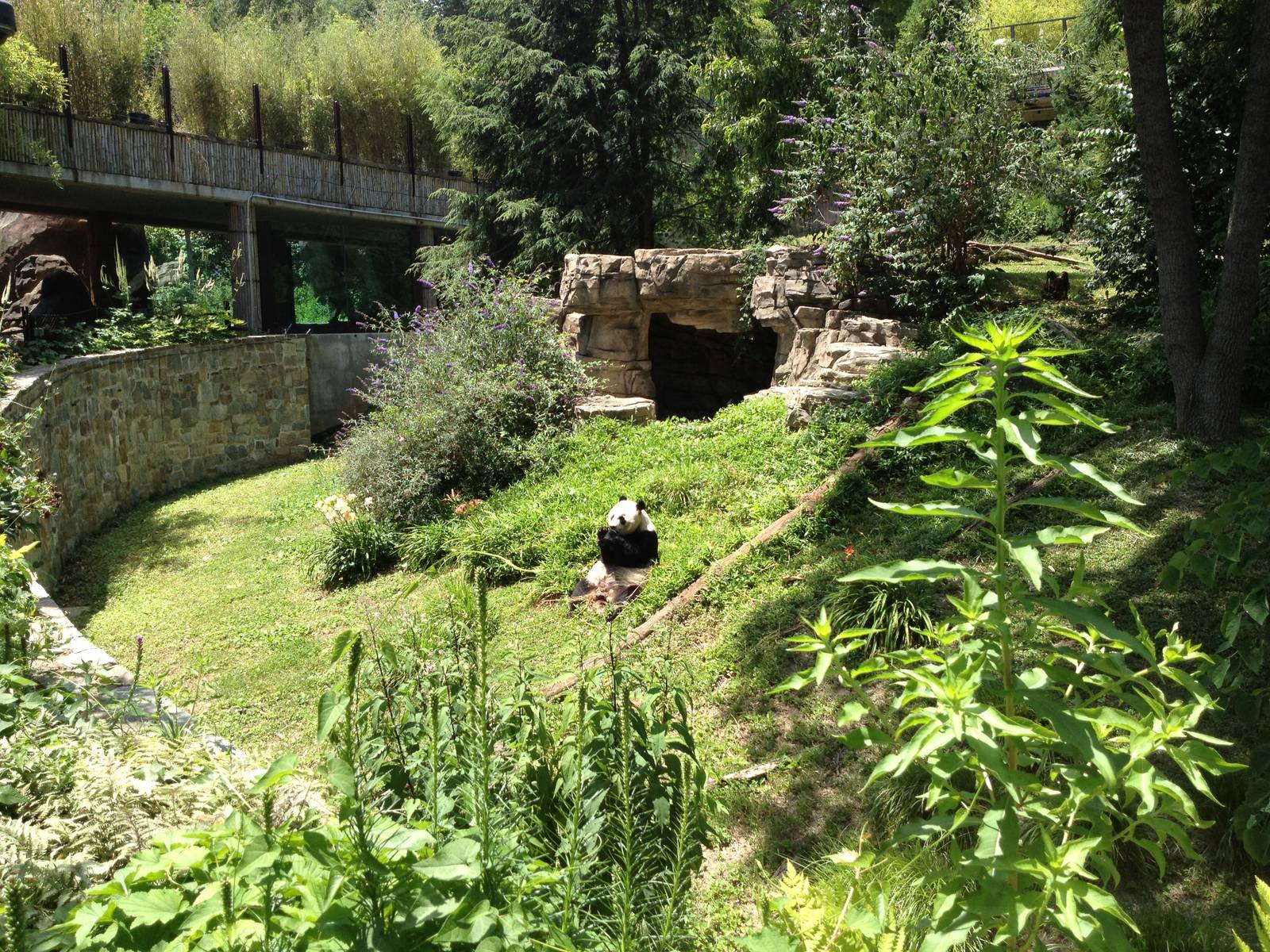 Giant Panda Exhibit