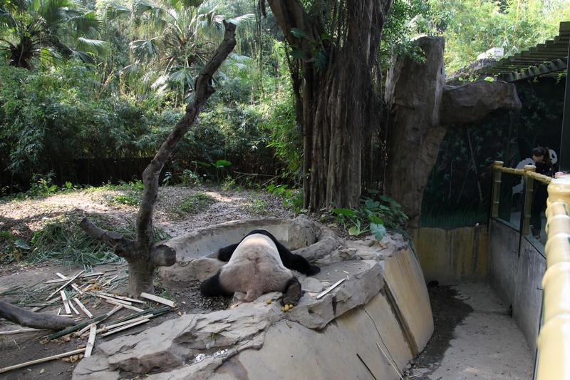 Giant panda exhibit