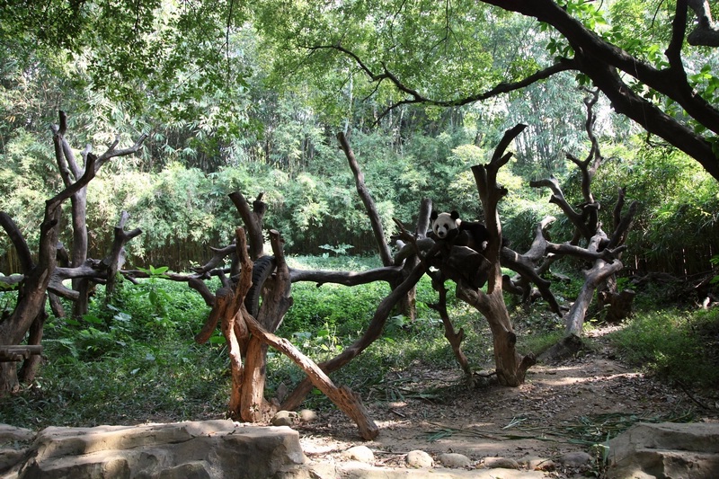 Giant panda exhibit
