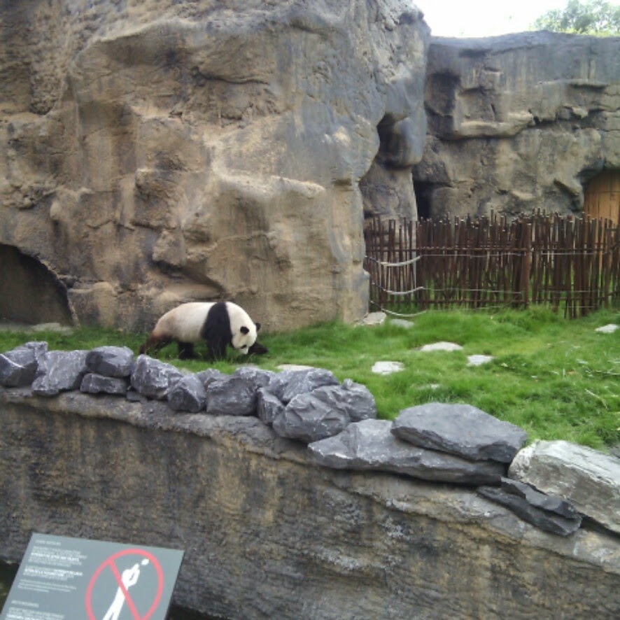 Giant panda exhibit