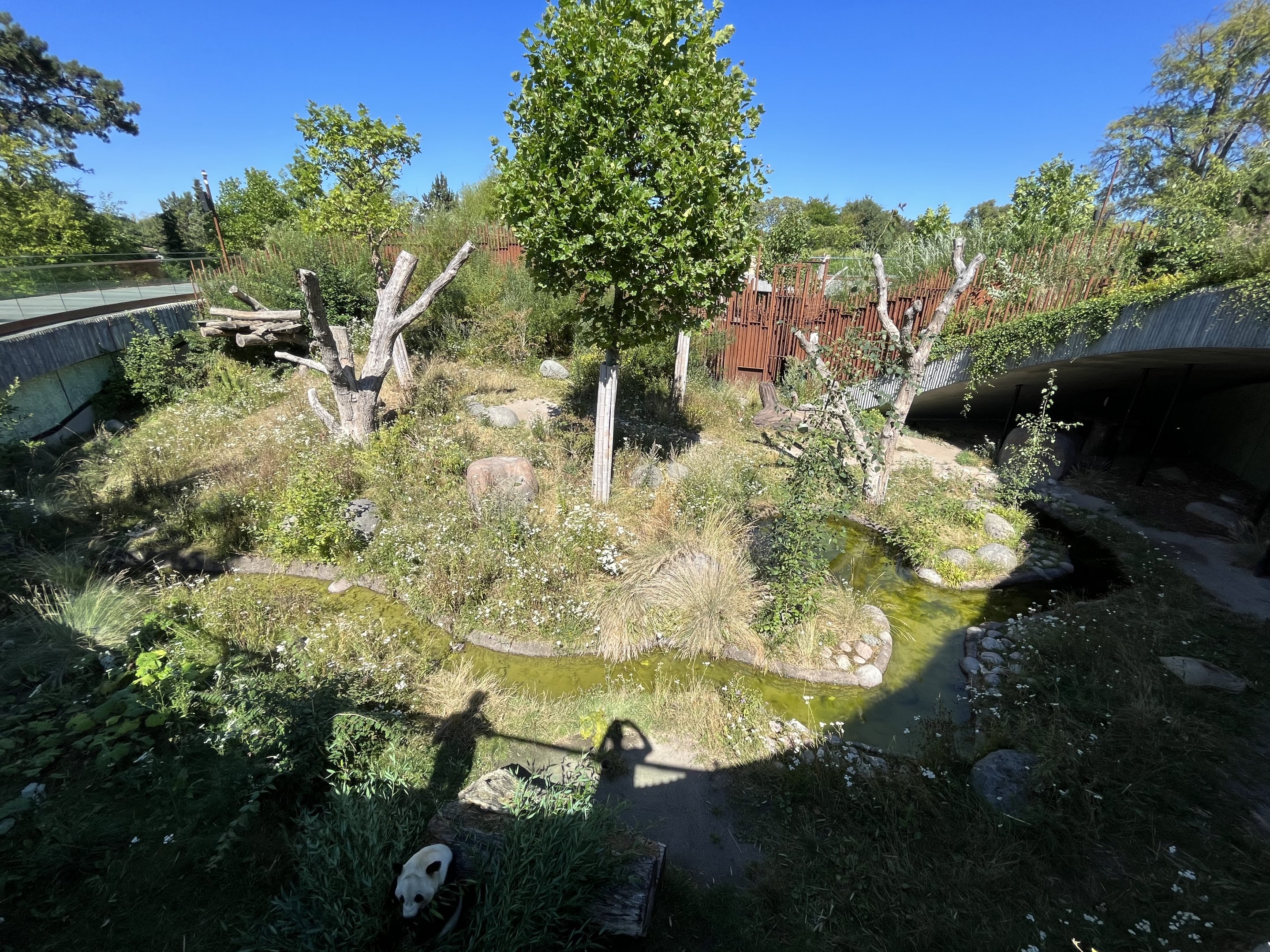 Giant Panda Exhibit