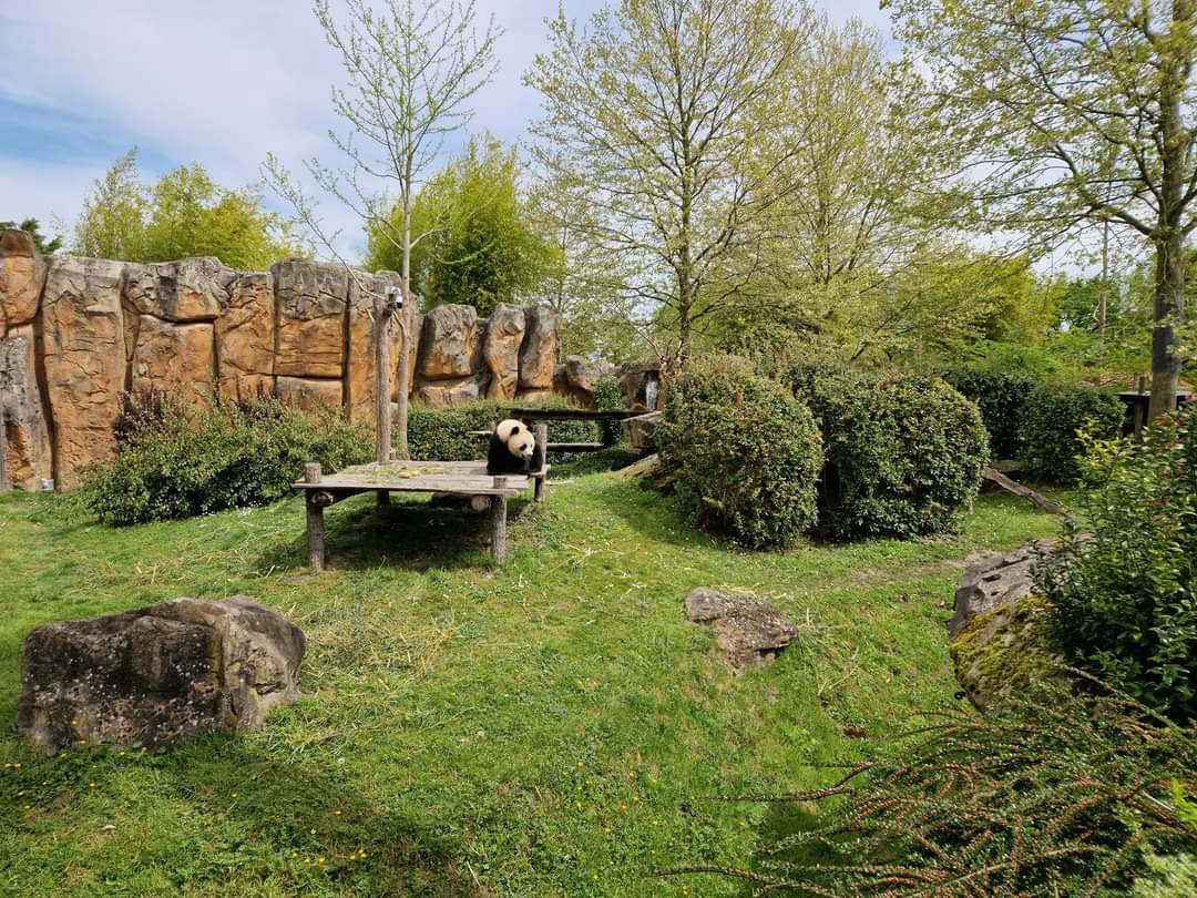 Giant Panda exhibit
