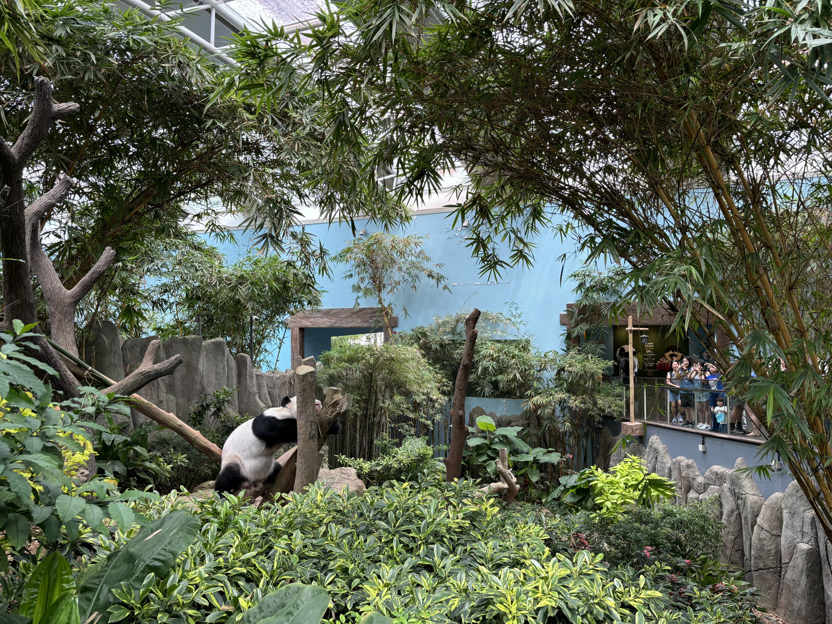 Giant Panda Exhibit