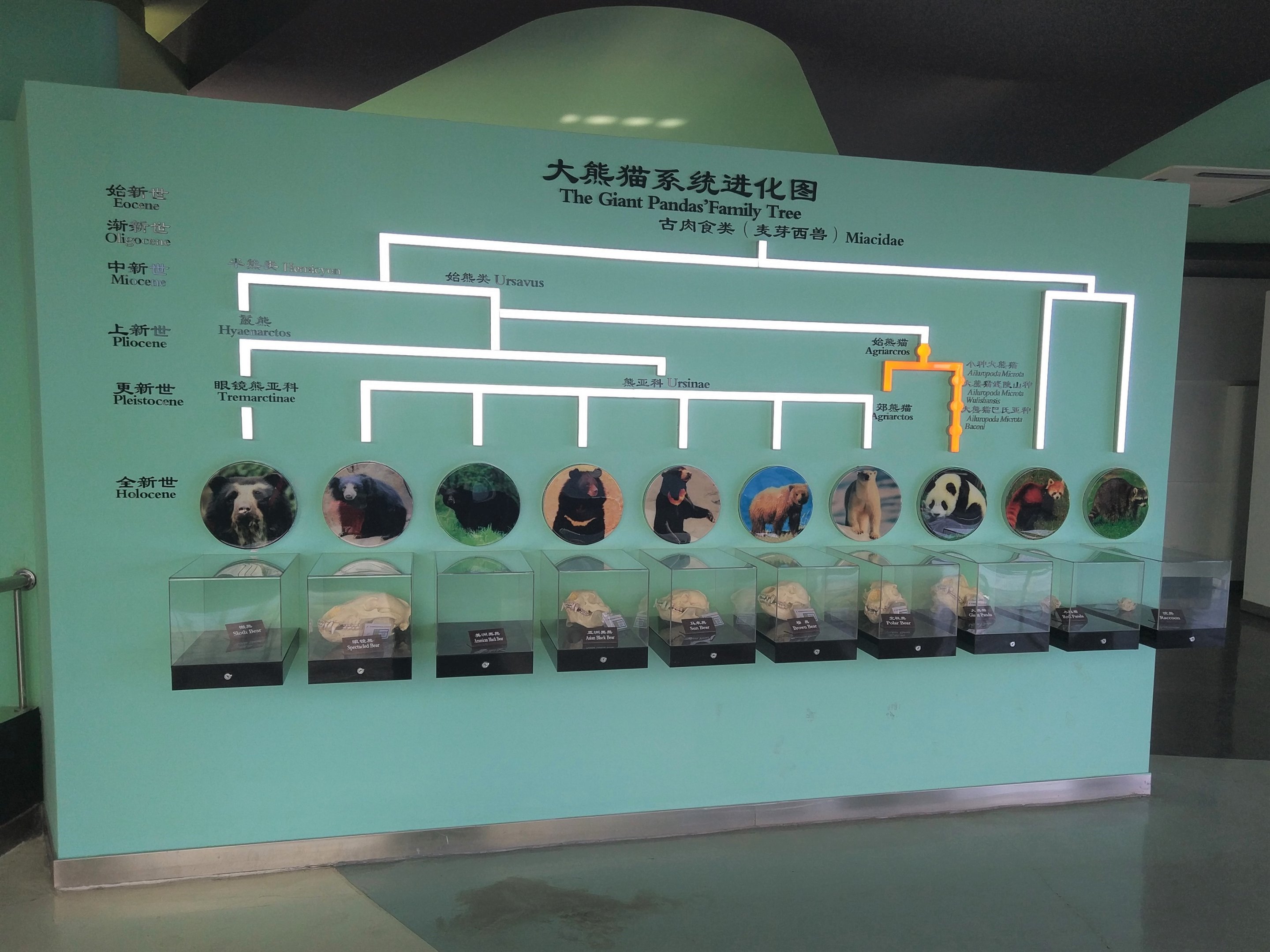Giant Panda Family Tree