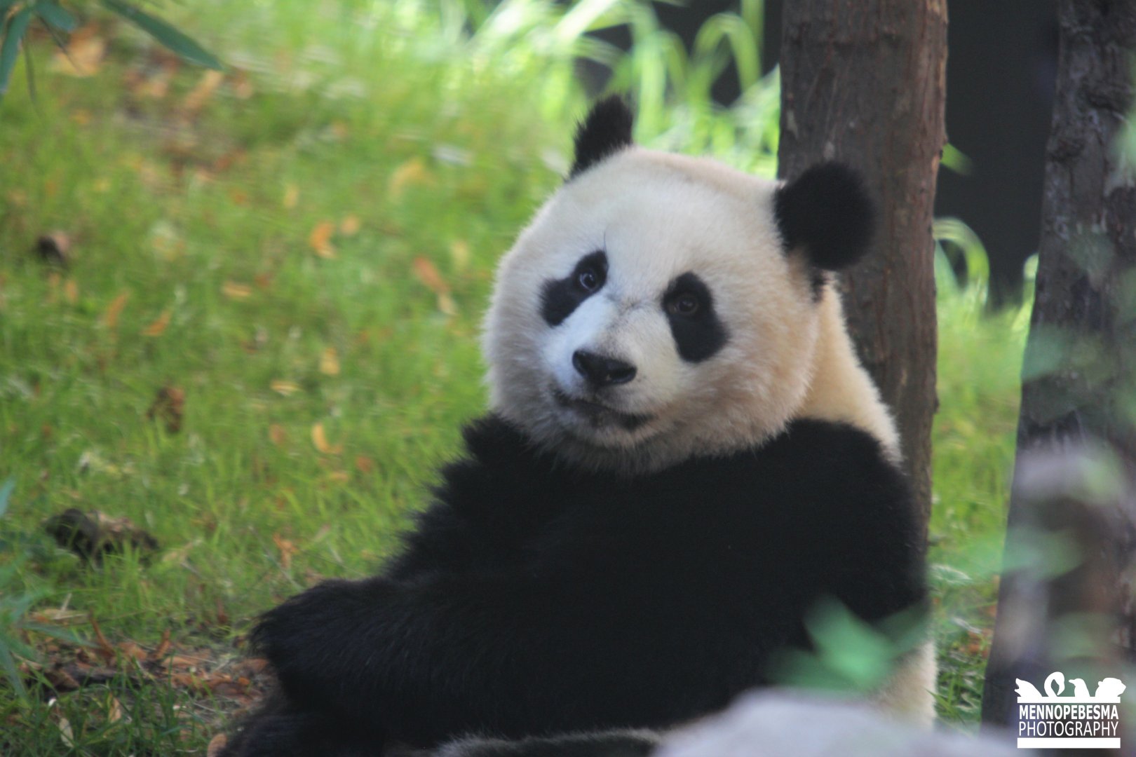 Giant panda Fan Xing