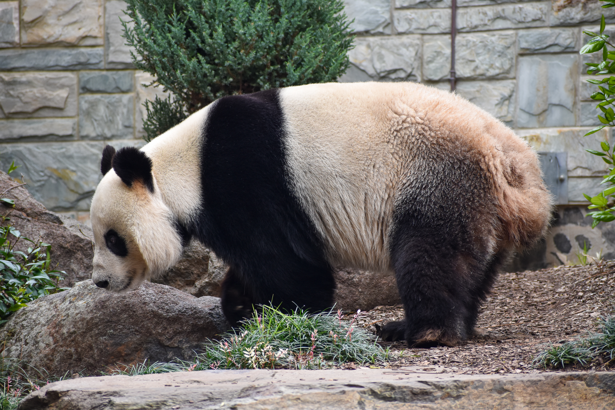 Giant Panda - female Fu Ni