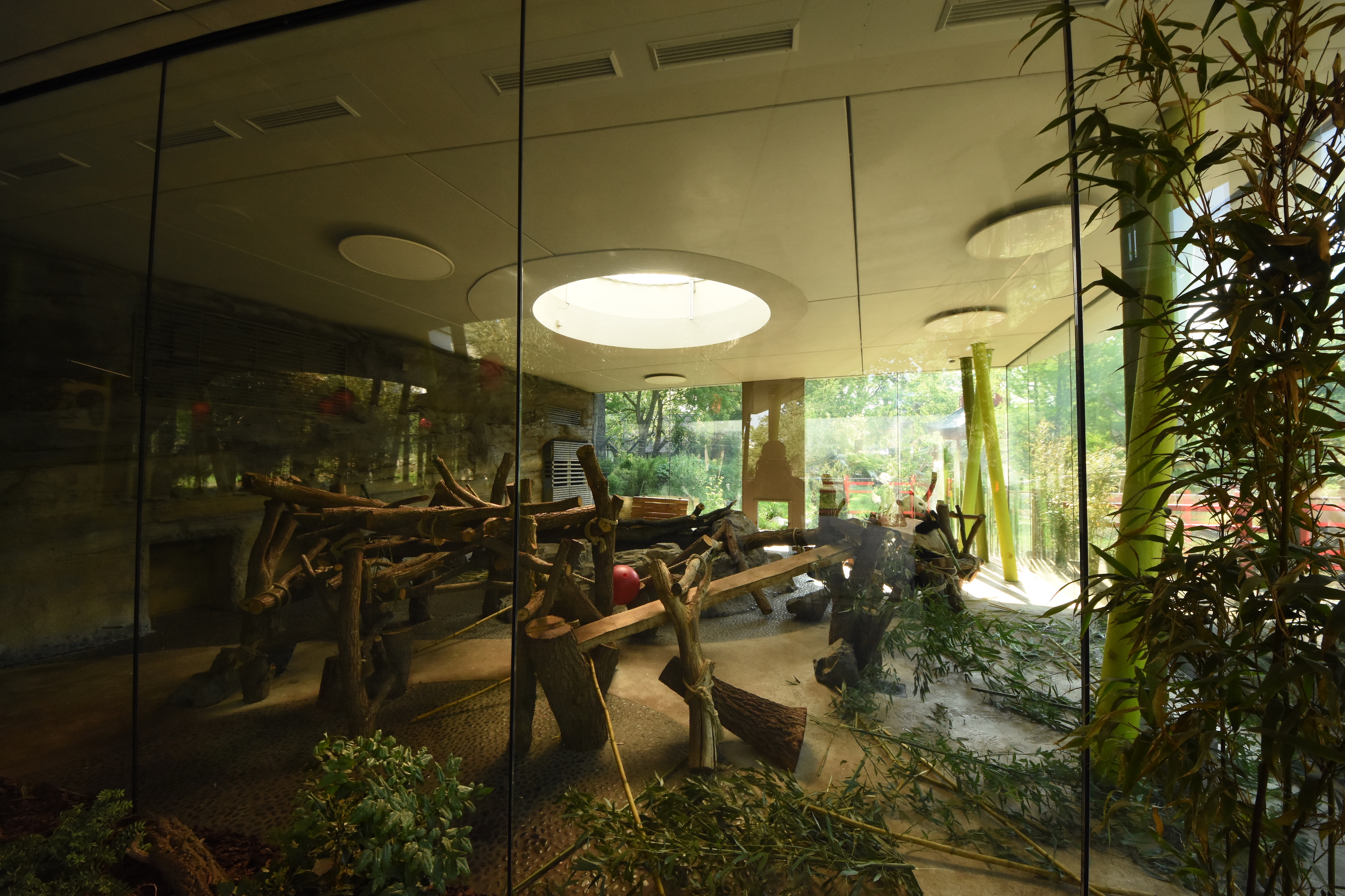 Giant panda - Female indoors