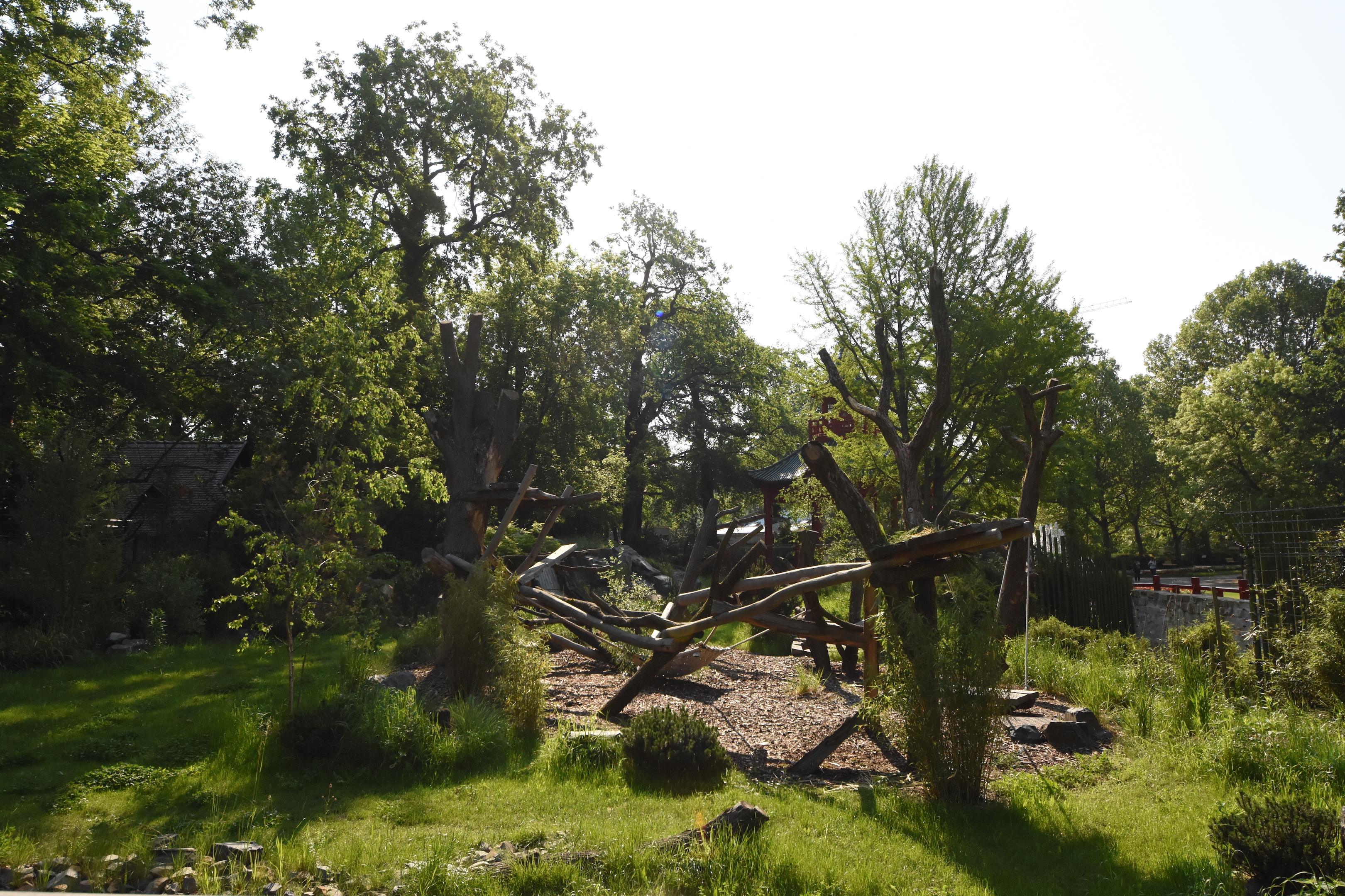 Giant panda - Female outdoors