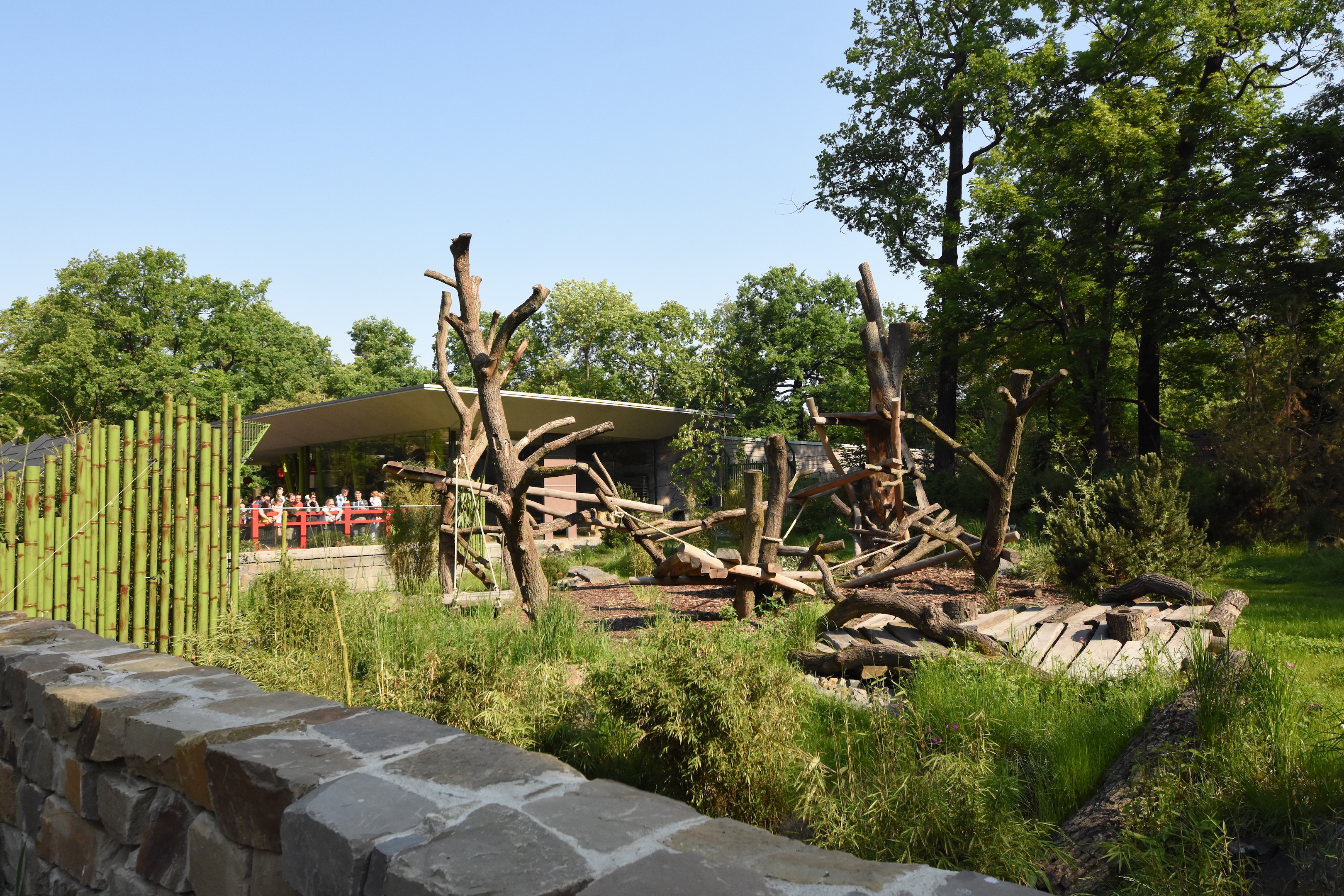 Giant panda - Female outdoors