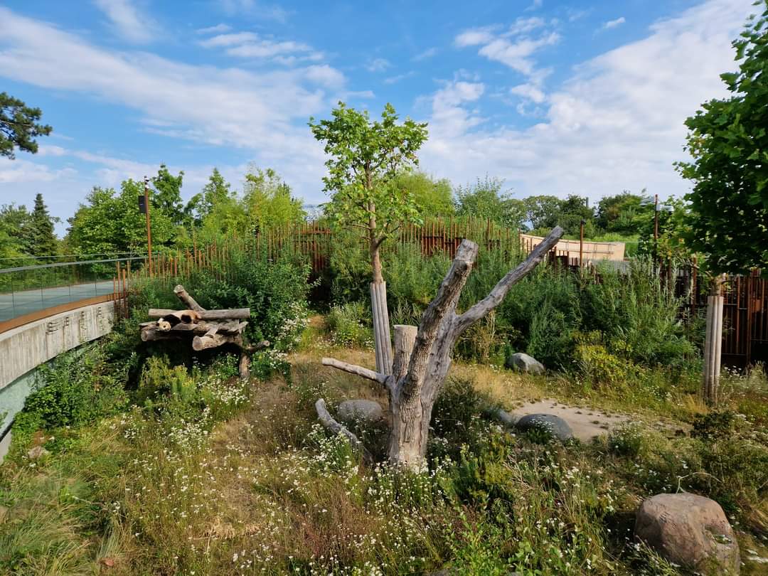 Giant Panda first exhibit