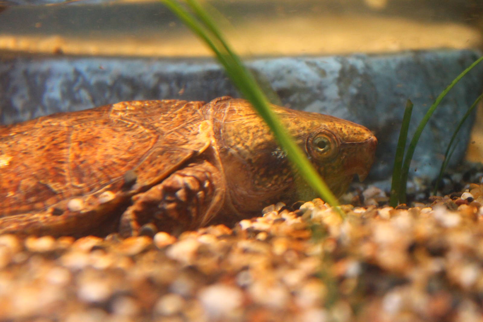 Giant Panda Forest - Big-headed Turtle