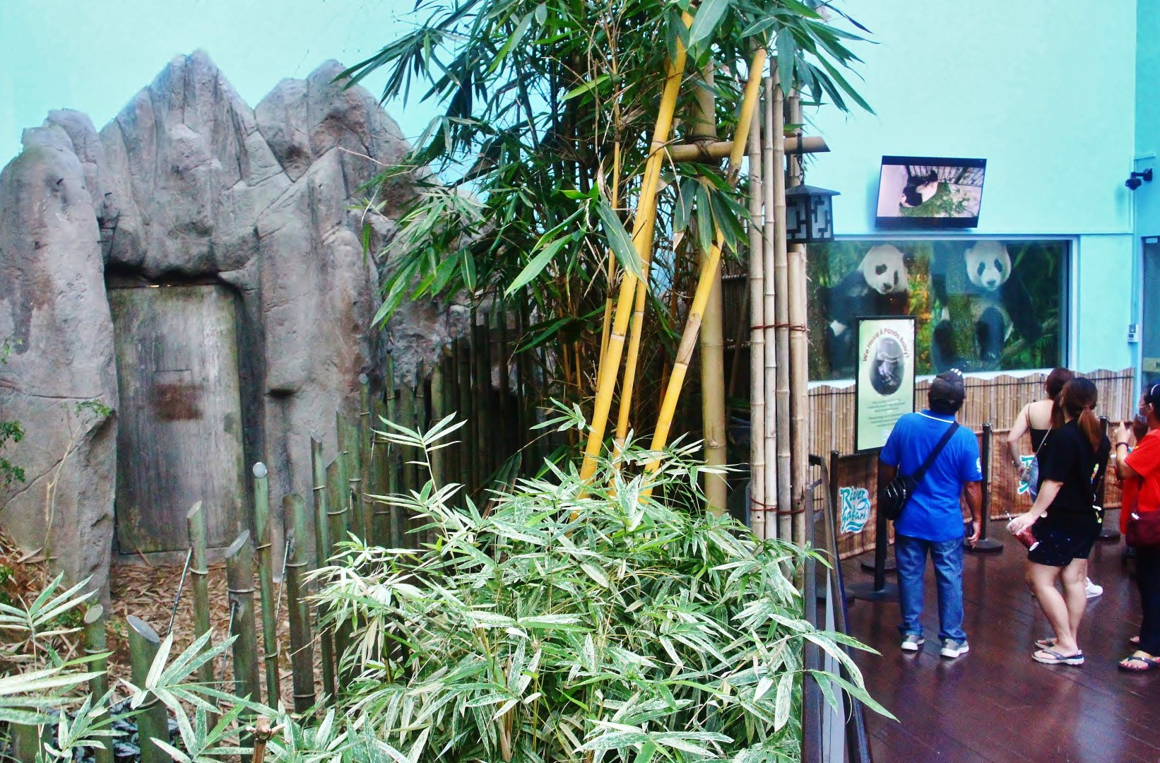 Giant Panda Forest cubbing den