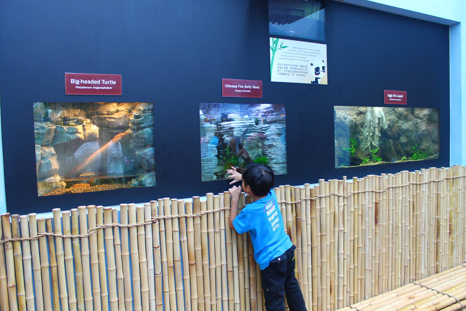 Giant Panda Forest - New displays