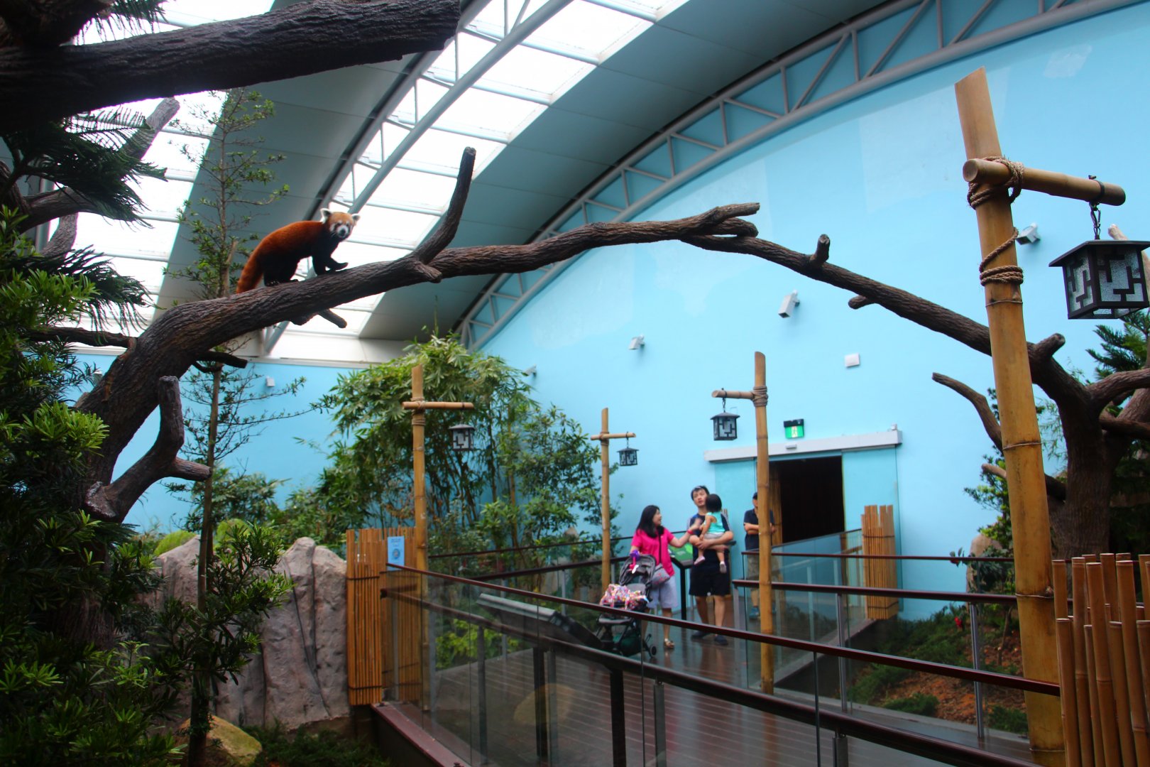 Giant Panda Forest - Red Panda exhibit