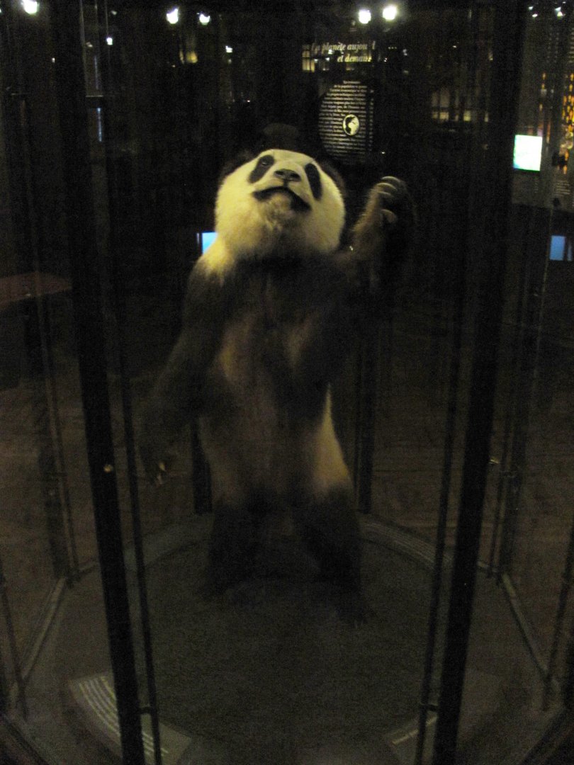 Giant Panda Front View