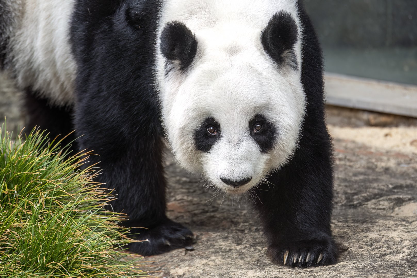 Giant panda 'Fu Ni'