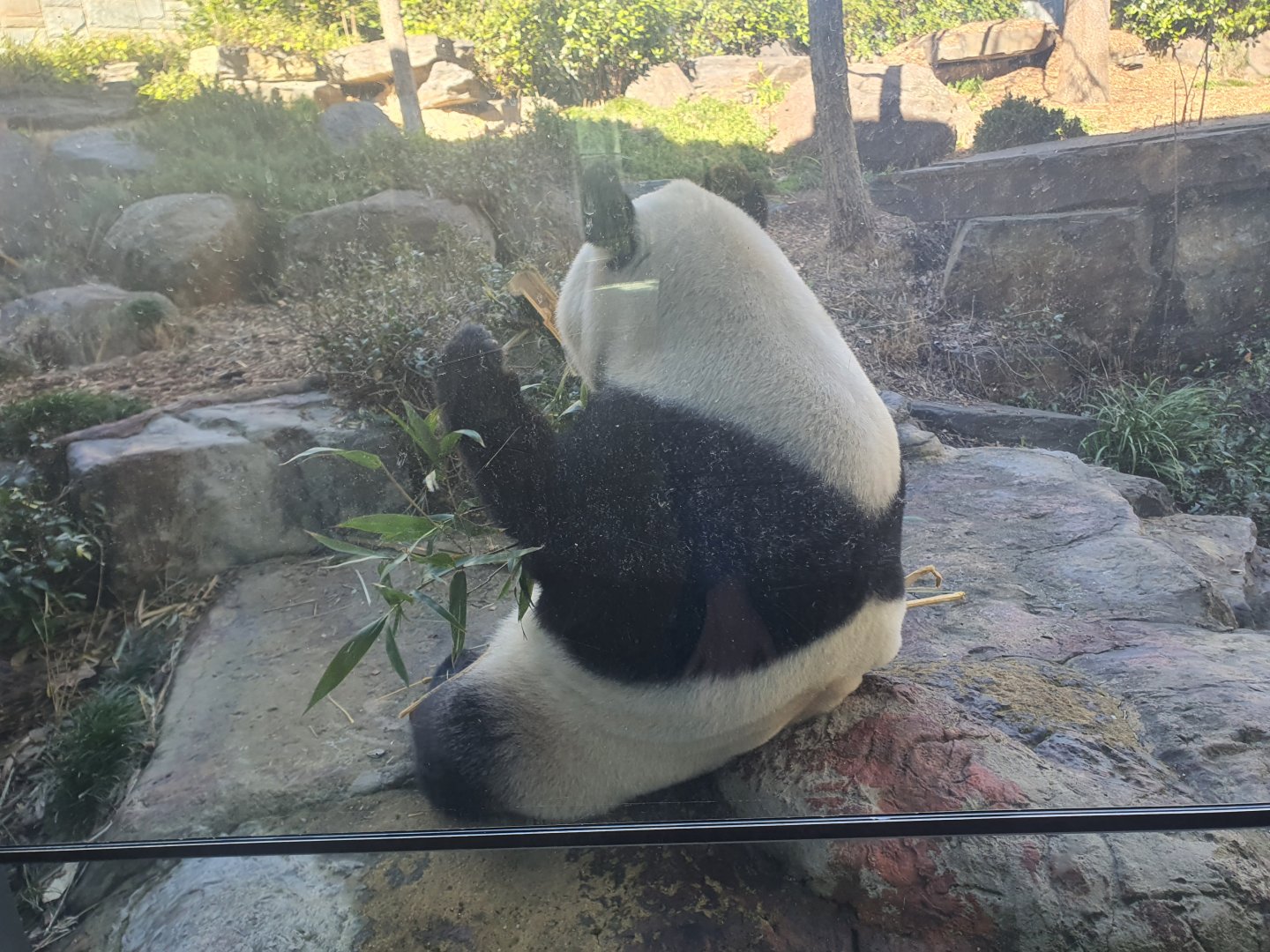 Giant Panda Funi