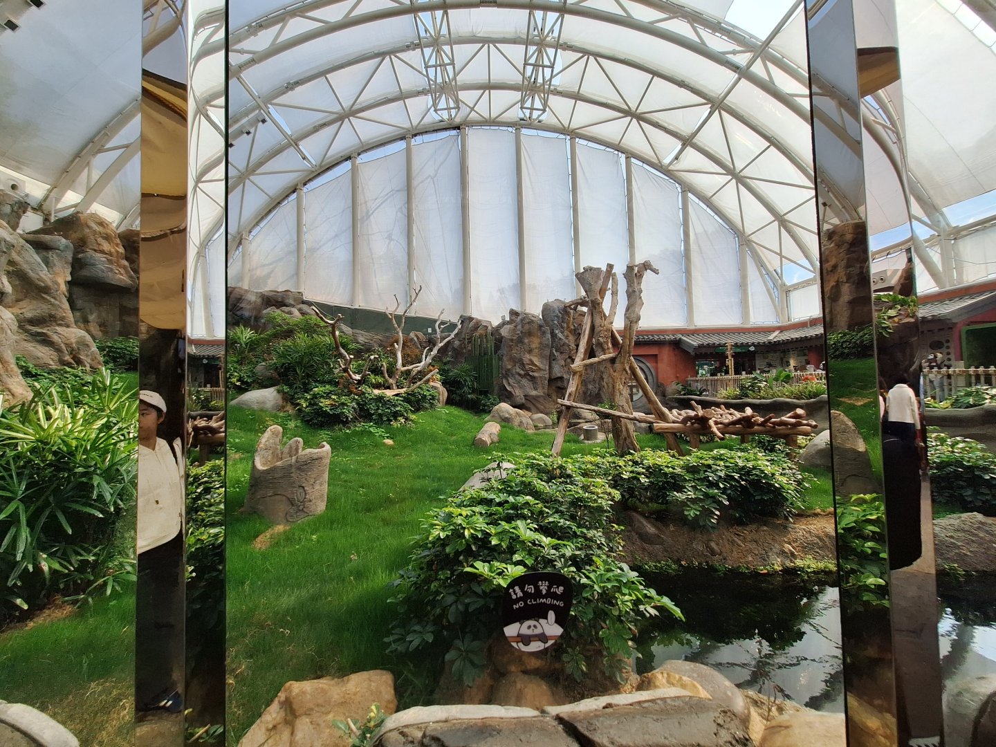 Giant Panda Grassy Enclosure