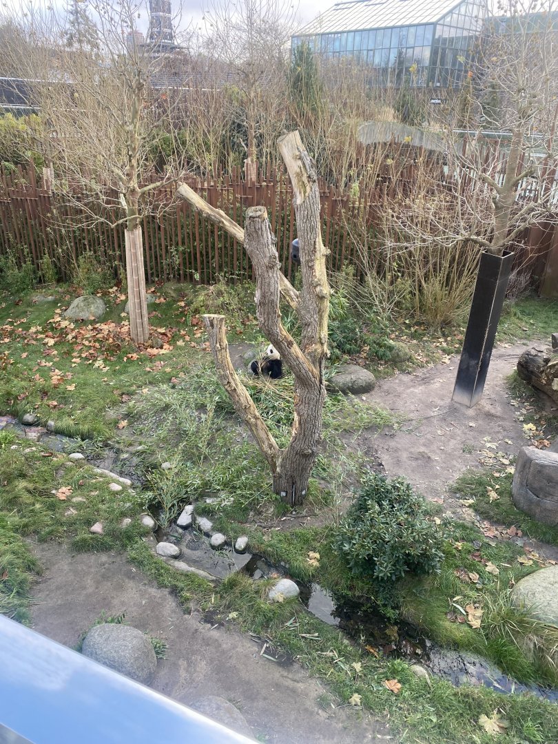 Giant panda habitat 1 261124