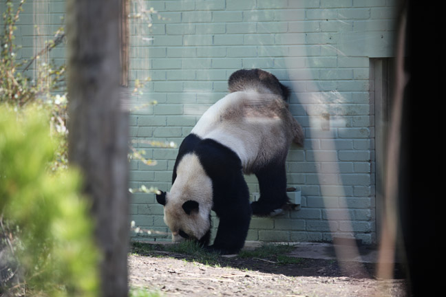 giant panda handstand scentmark